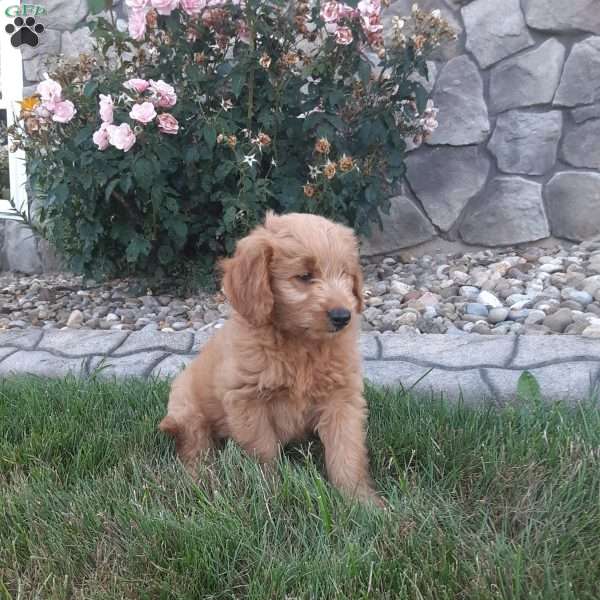 Theo, Mini Goldendoodle Puppy